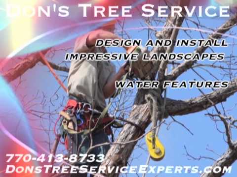 how to fertilize elm trees