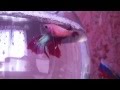 Видео - Рыбки петушки мечут икру.