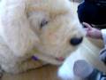 videos de Robot puppy