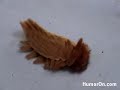 Weird Bug