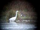 great white egret great white egret