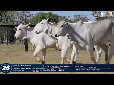 1� DE OLHO NA FAZENDA NELORE SESMARIAS