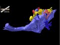 WitmerLab: Majungasaurus Endocast - Roll WitmerLab: Majungasaurus Endocast - Roll