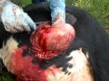 A Great Cow Cesarean C-Section Complete Part 2A