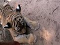 Video produced by: www.themenundsports.de 5. August 2009 im Tierpark Ströhen. Da Tigerbaby Taiga ja ein Raubtier werden soll, gab es am Mittwoch für Tigerbaby Taiga zusammen mit Ziehmutter Bessy wiedermal ein Kampftraining, um den Jagdinstinkt zu stärken. Opfer in diesen Fall Stofftiger Kurt. Ziehmutter Dackeldame Bessy scheint es mit ihrem Erziehungsauftrag sehr genau zu nehmen. Sie nimmt schon langsam Verhaltensweisen eines Tigers an. Wir in den umliegenden Gemeinden können nur hoffen, daß die beiden nie zusammen aus dem Tierpark ausbrechen. Das wären harte Zeiten für alle Stofftiger und uns alle.