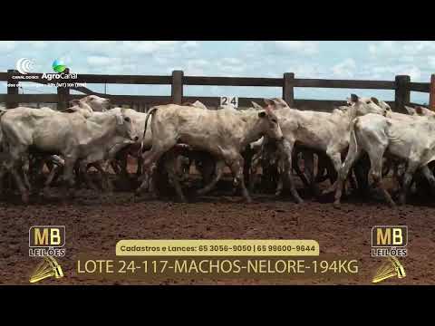 527� LEIL�O VIRTUAL MB LEIL�ES