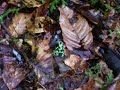 A beautiful Poison Dart Frog - wow! A beautiful Poison Dart Frog - wow!