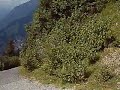 Biking down the Lauberhorn