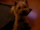 gioundlucy albern herum gioundlucy albern herum