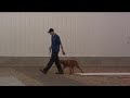 Maggie is a 2 year old Viszla thatgraduated from the Neuman K-9 Academy pet dog boot camp. The program covered sit, down, heel, sit + stay, down + stay, recall, treadmill training, and etiquette (no jumping up or barging through doors). Neuman K-9 Academy is dog training facility located in Southern Minnesota that provides professional obedience training and boot camp for dogs of all ages. For more information on our dog training visit: www.mndogtraining.com