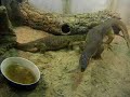 Varanus panoptes panoptes Heuschreckenjagd 5