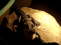 Alligator hiss