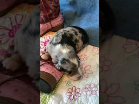 Maddie, blue Merle Aussie puppy