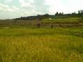 Rwanda: Growing Rice