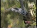 Dv�rgbl�fugl Cupido minimus