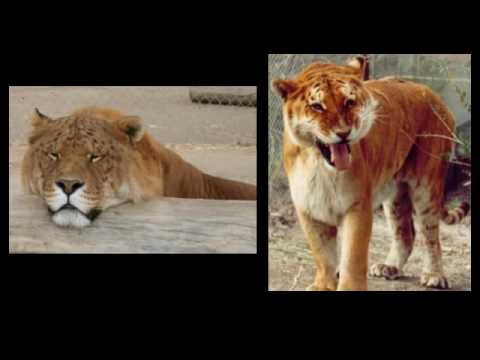 tigon