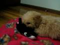 videos de Yogi makes toy squeak
