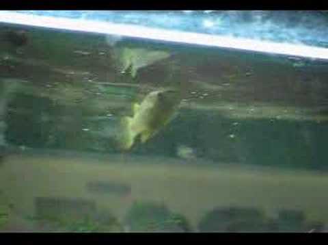 Golden Wonder Killifish