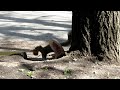 Click here to watch this video Brown bag it! One very determined squirrel