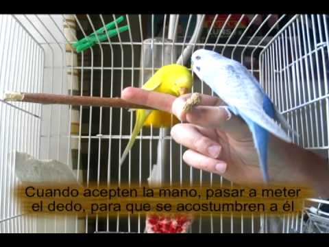 Domesticar periquitos: primer paso