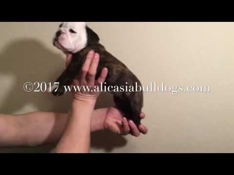 Minnie - Red Brindle & White