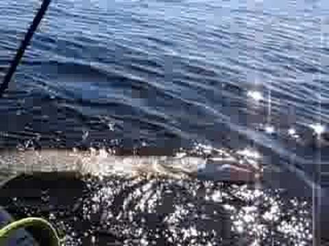 A Big Fish In Nunavut