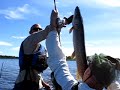 A Big Fish In Nunavut