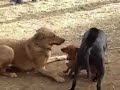 Little weiner thinks size doesn\