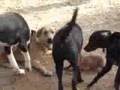 Little weiner thinks size doesn't matter