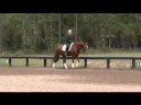 Ruud PSG 10 y/o gelding Dressage horse clip3