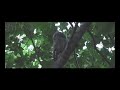 Screech Owlet Out on a Limb