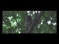 Screech Owlet Out on a Limb