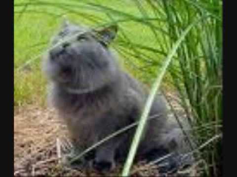 Nebelung Cats