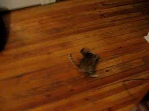 LEOPARD CAT +