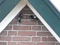 House Martins, delichon urbica, flirting around nest House Martins, delichon urbica, flirting around nest