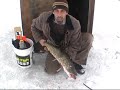 Sweet underwater footage of a pike getting speared