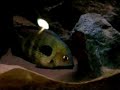 Paretroplus maculatus spawning Paretroplus maculatus spawning