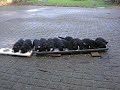 Buiten pap eten