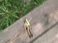 BOTTOL ROCKET PAKI