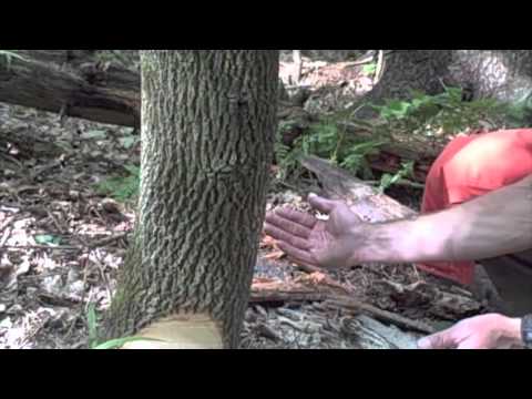 how to fell a tree