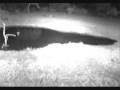 videos de Spooked wildies