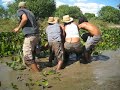 anaconda hives op