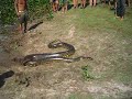 anaconda hives op