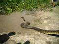 Anaconda-hives-op