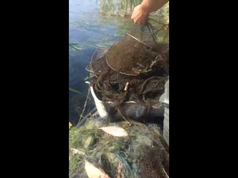 малек сома видео малек сома видео