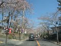 伊豆高原の桜