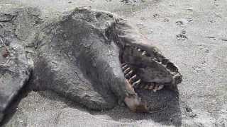 Strange Pukehina sea creature