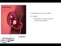 Breakdown of the Blood-Retinal Barrier