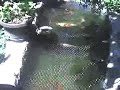 My Japannese Koi Carp Peja, Kosova, Albania, Arberia My Japannese Koi Carp Peja, Kosova, Albania, Arberia
