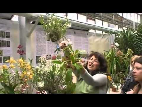 how to transplant cymbidium orchids